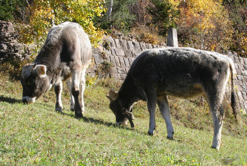 Agritur Fior Di Bosco Hotel Valfloriana Luaran gambar
